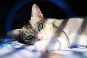 white and brown cat lying on blue textile