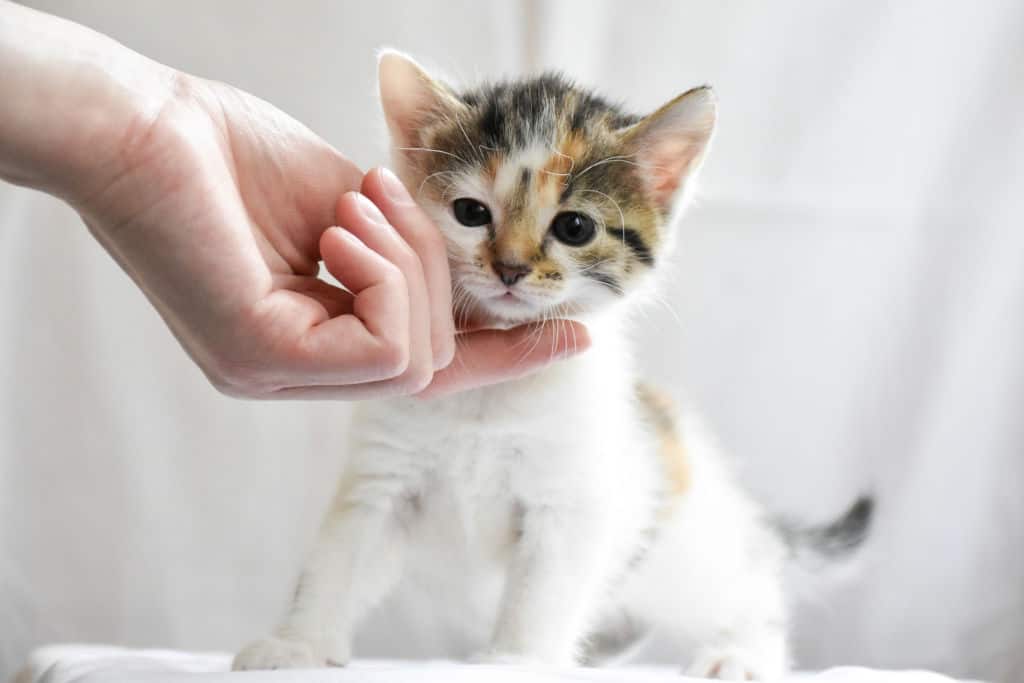 white and brown kitten being touched by a person