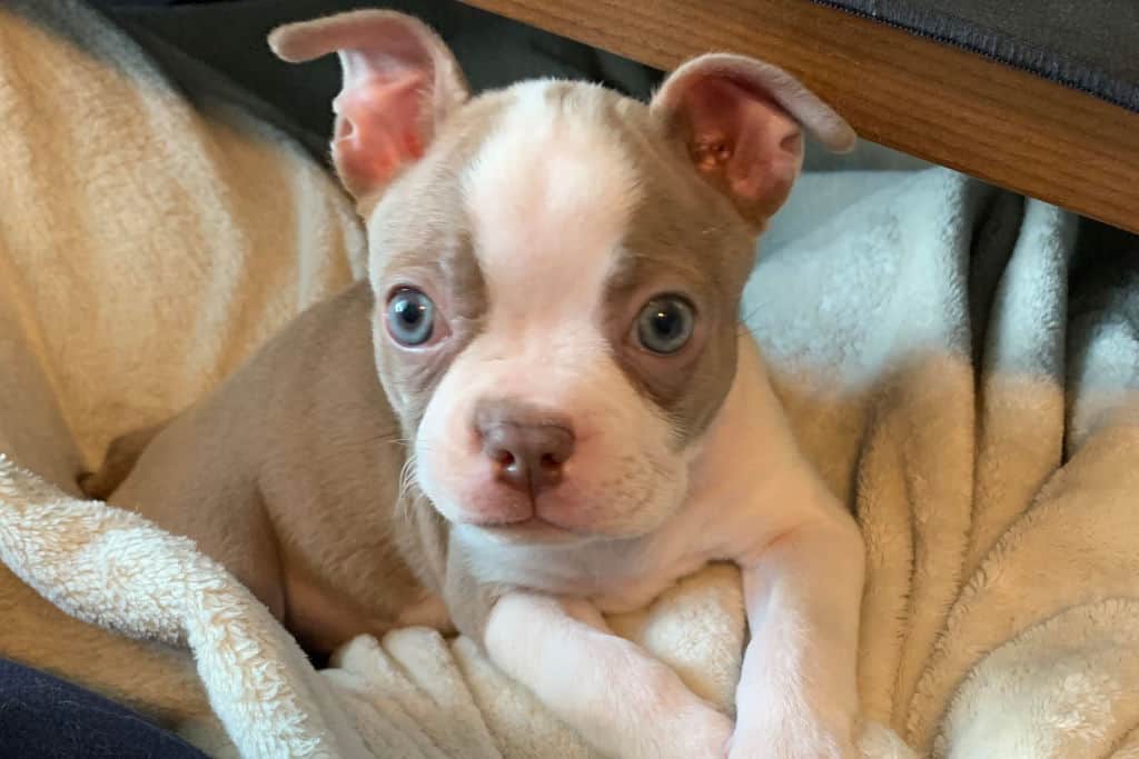 white and brown pitbull puppy on a blanket