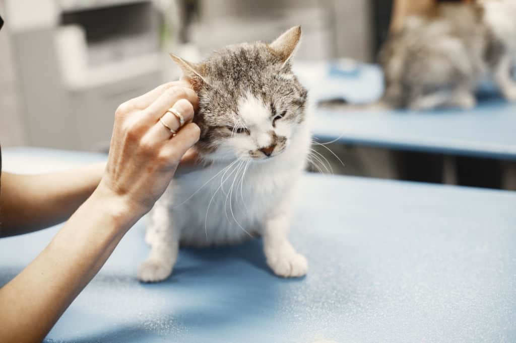 white and gray cat getting ears cleaned at the vet
