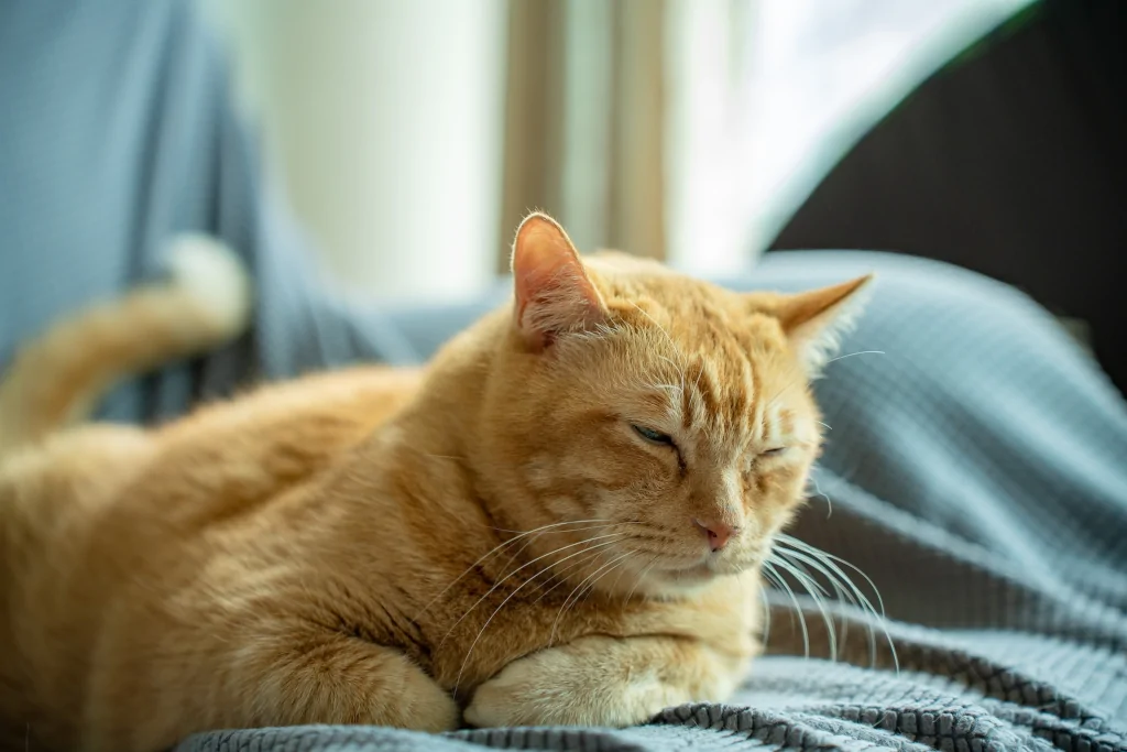 Orange tabby cat lying on couch looking sleepy