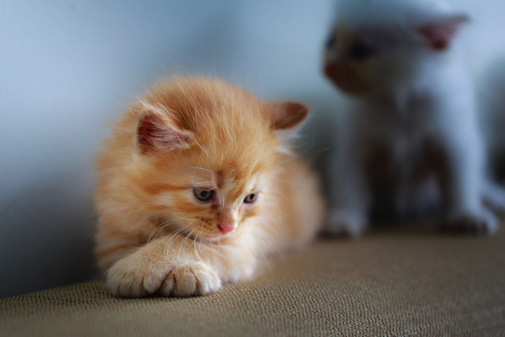 Small orange kitten sitting on the bed