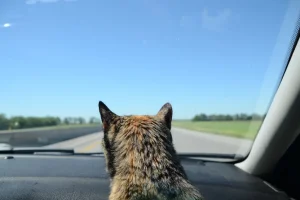 a cat looking out of car window