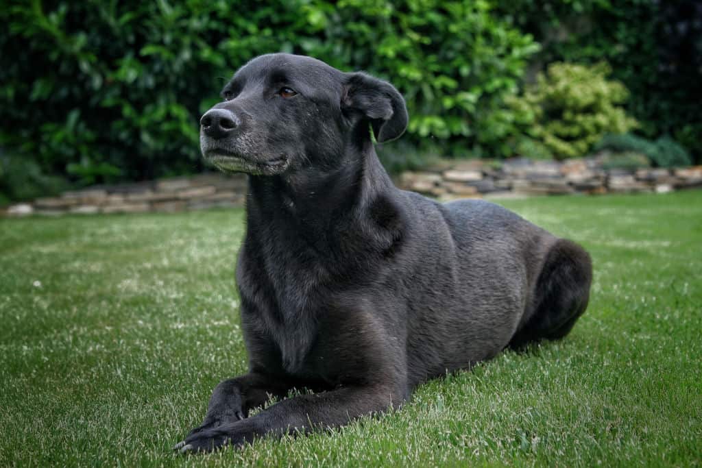 adult black dog lying down on the grass