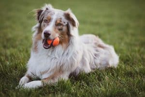 australian border collie with ball in mouth lying down in park
