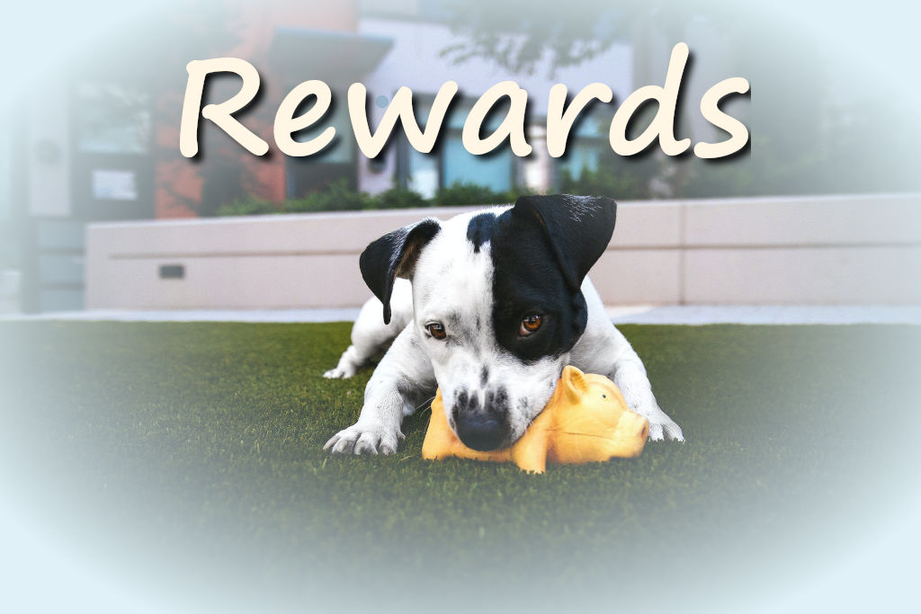 black and white American Pitbull terrier biting a yellow toy_thumbnail (Rewards)