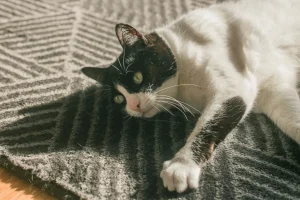 black and white cat lying on carpet_