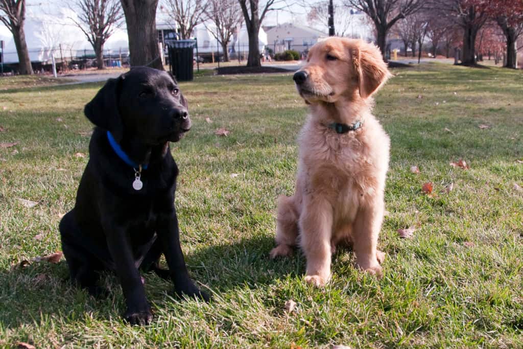 brown and black puppies sitting in the park