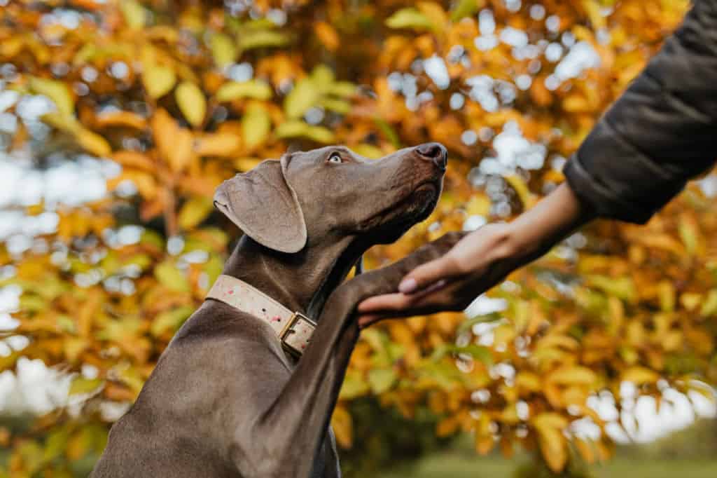 brown dog with raised paw in person's hand