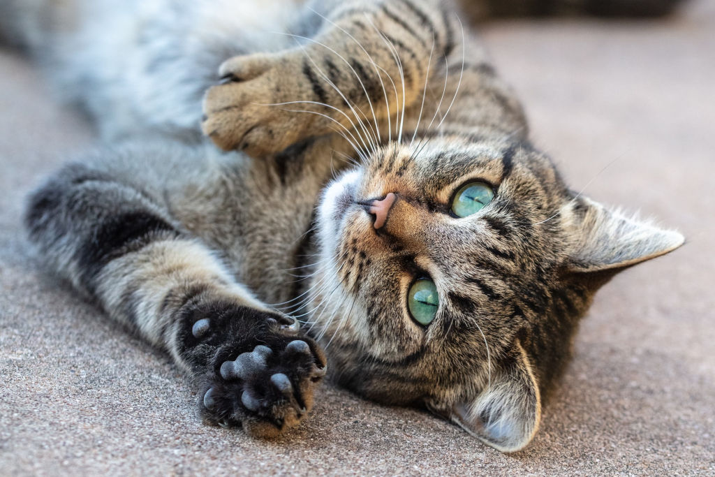 brown tabby cat laying on gray concrete