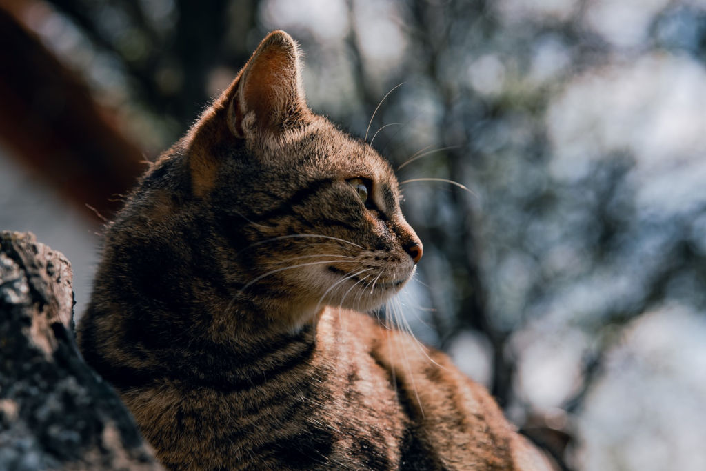 brown tabby cat leaning on a tree branch outside