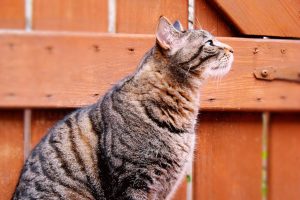 brown tabby cat sitting outside near a wooden fence