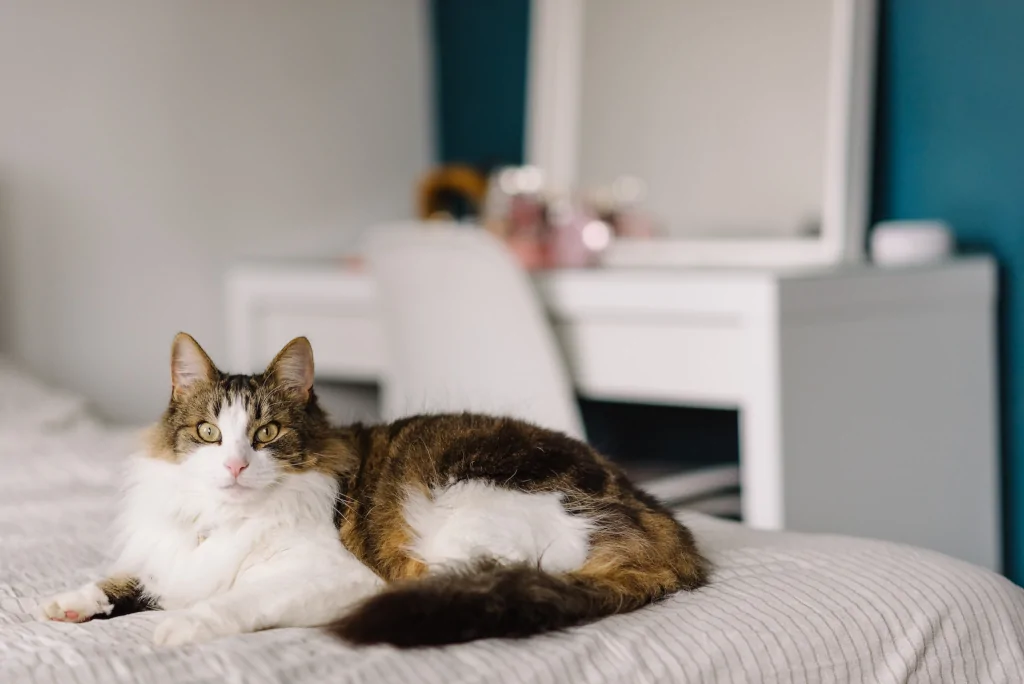 cute colorful cat on a white bad