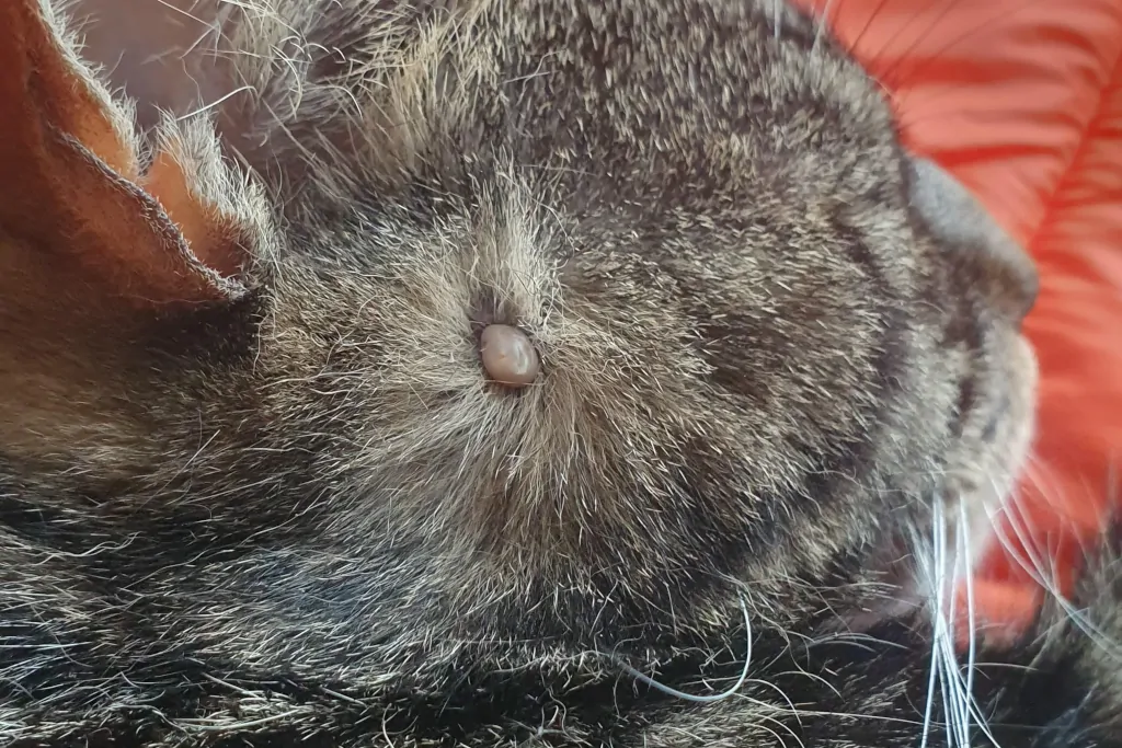 gray cat lying on bed with a tick on face_