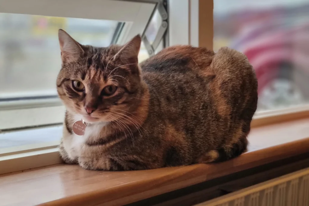 gray cat sitting next to open window