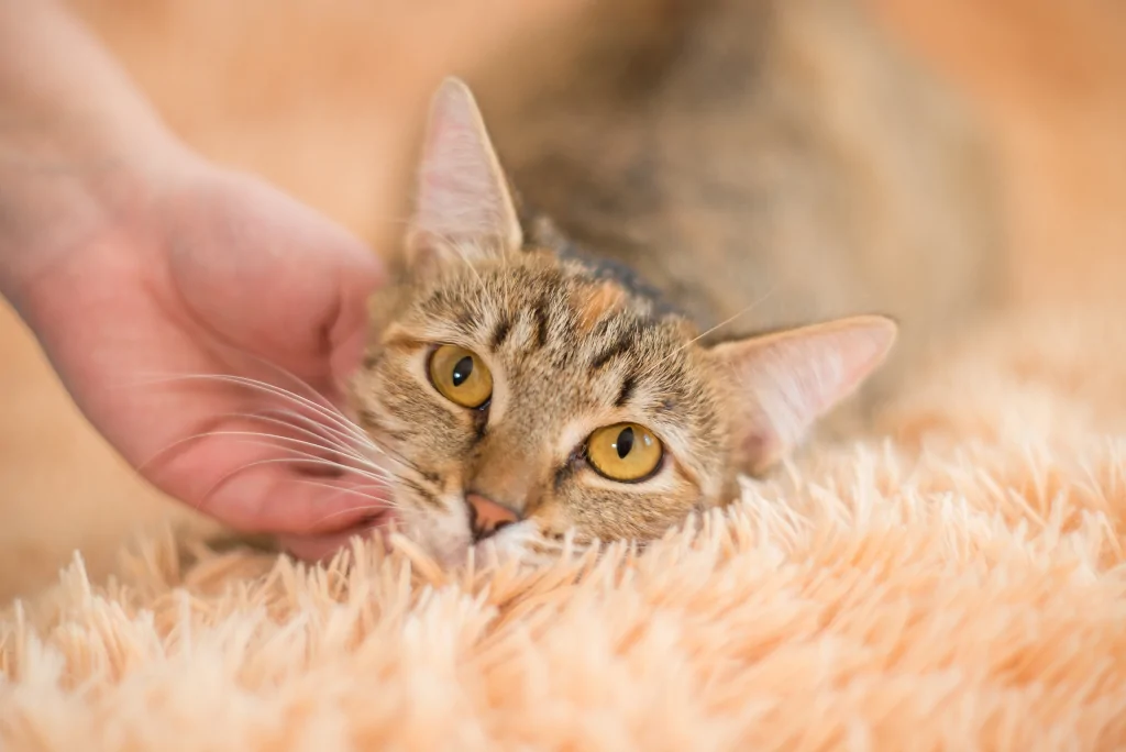 hand petting orange cat lying on bed