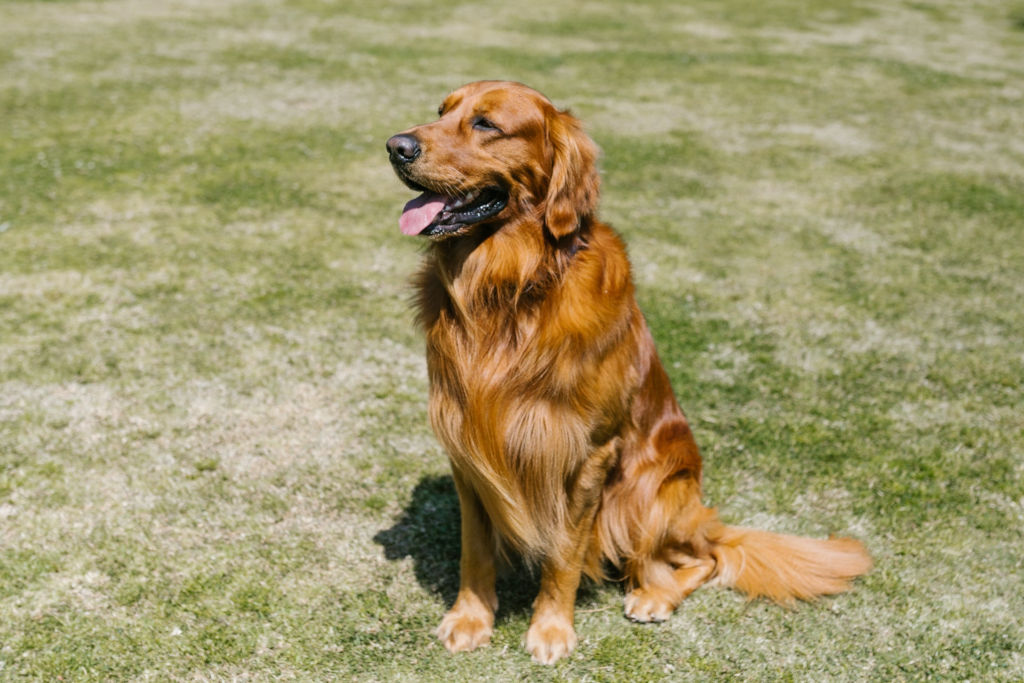 long coated brown dog sitting on grass