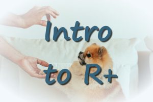 man giving a treat to a small dog on white bed_Intro to R+