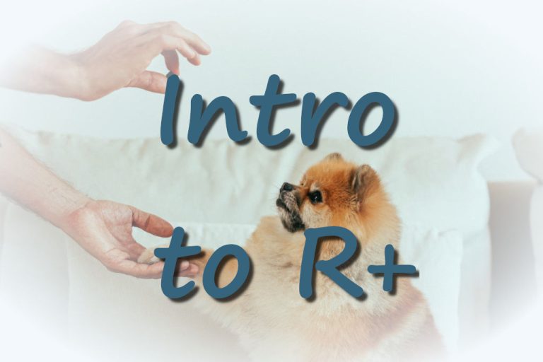 Is It OK to Spank Your Dog? (rethinking dog discipline)