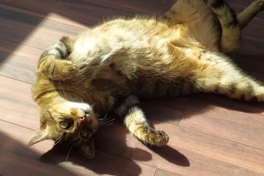 orange and brown cat lying on the floor in the sun