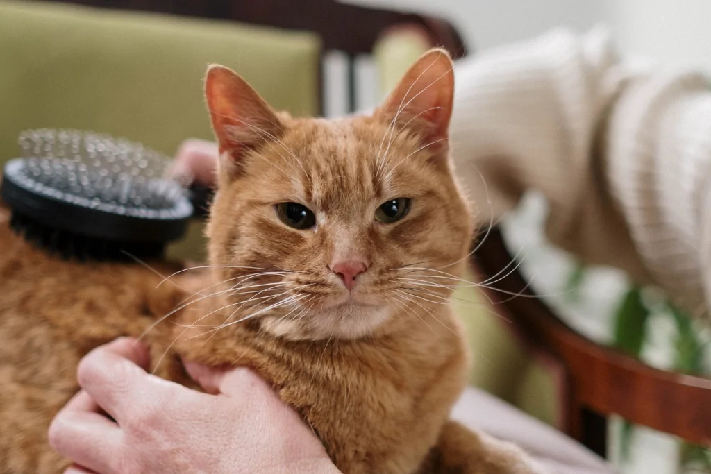 orange senior tabby cat on a pillow