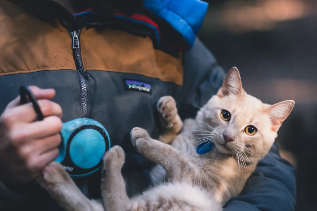 person carrying silver tabby cat