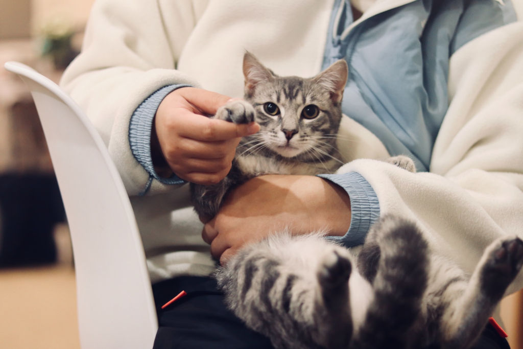 person in white jacket holding silver tabby cat