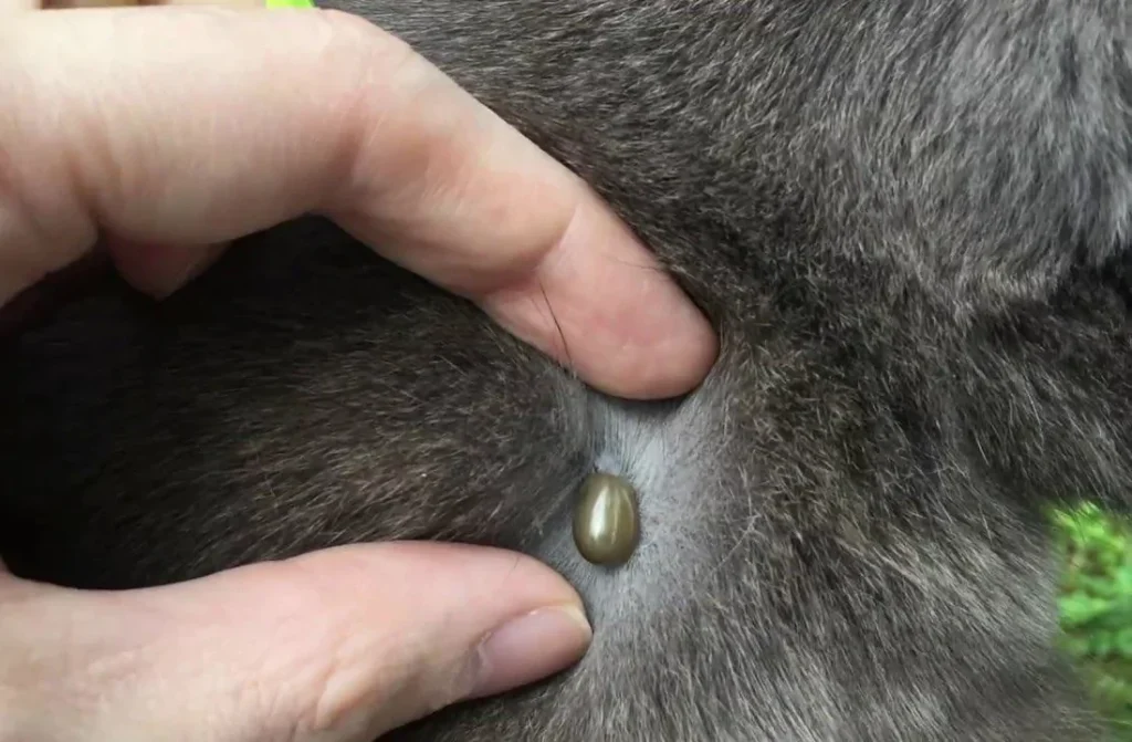 persons hand revealing a tick on a gray hat