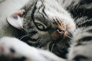 selective focus of a silver tabby cat lying down