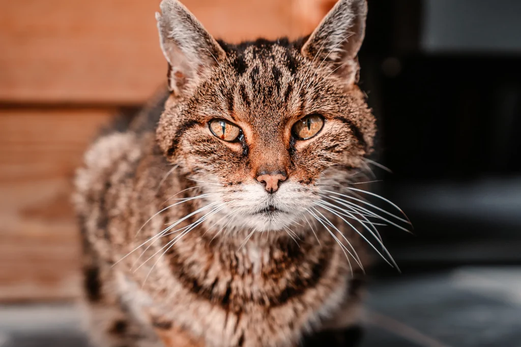 senior brown tabby cat on a wooden floor