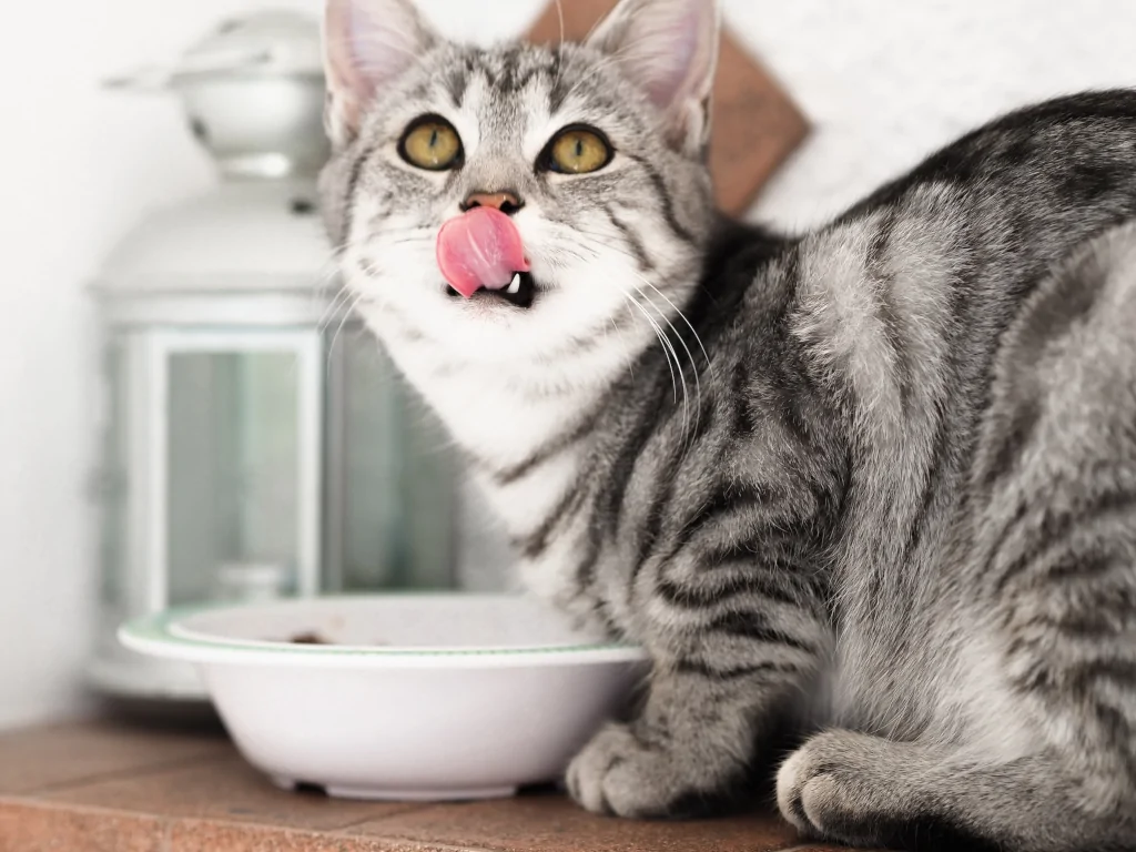 silver cat licking itself while eating food from bowl