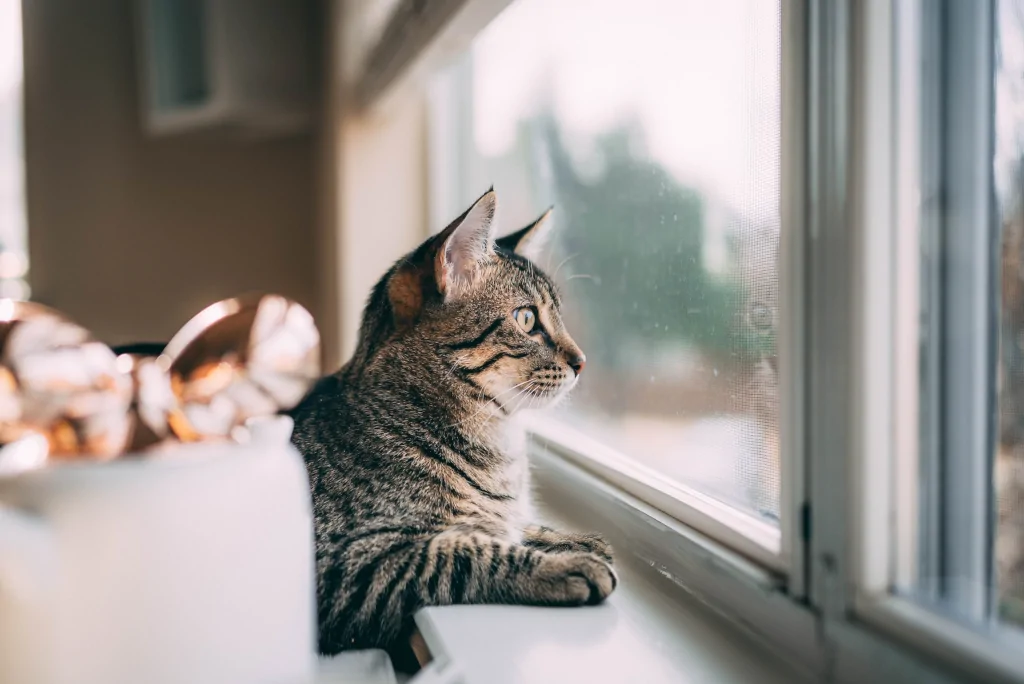 silver tabby cat looking out the window