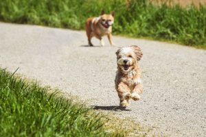 two dogs running toward on the street in daytime