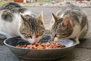 two white and gray cats eating wet food outside