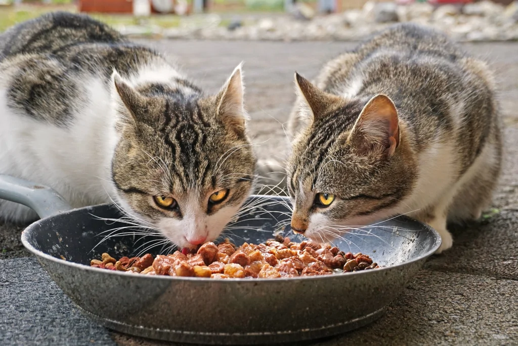 two white and gray cats eating wet food outside