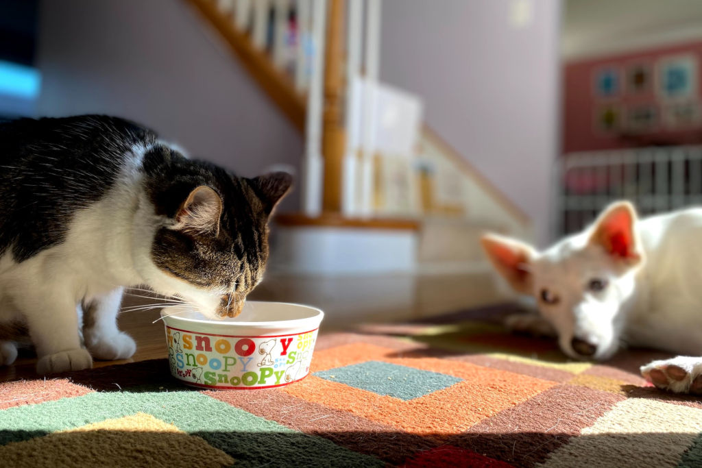 white and black cat eating with a dog next to it