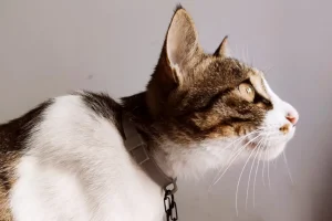 white and brown cat with collar