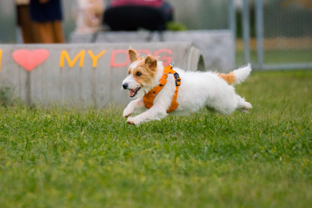 white and brown dog running on grass field