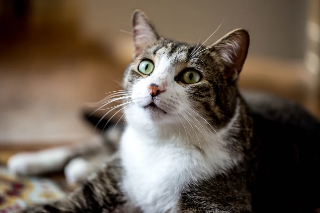 white and gray tabby cat lying down