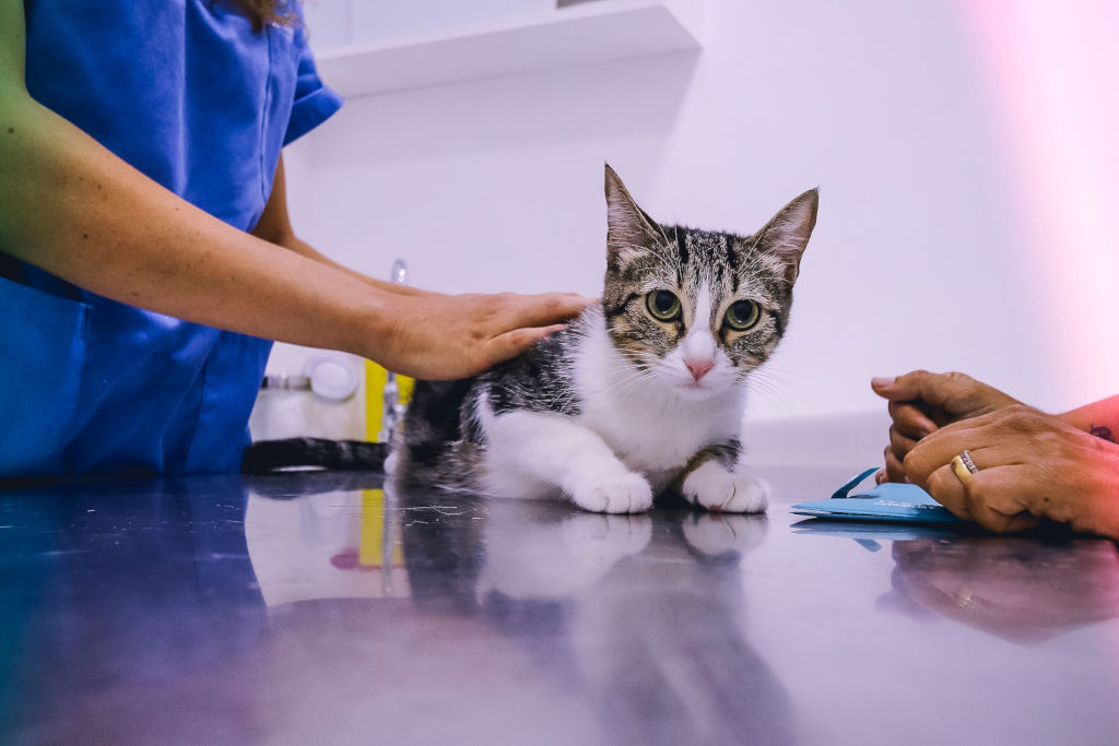 white and gray tabby cat on the table at the vet