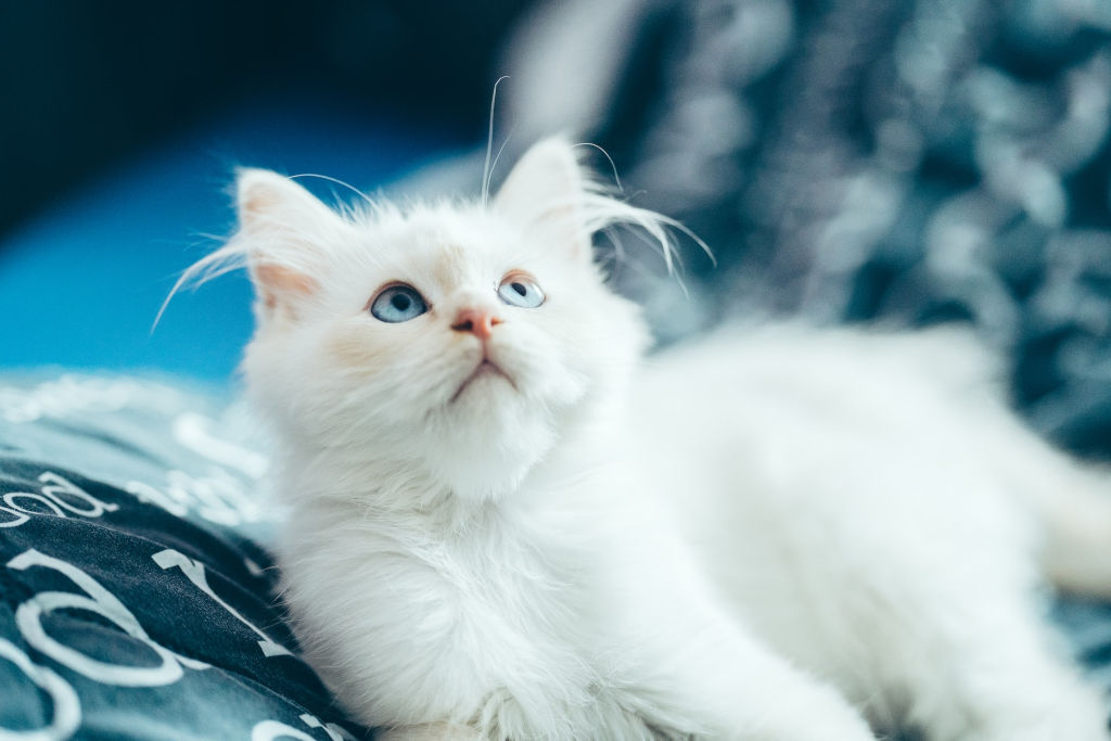 white cat lying on green bed