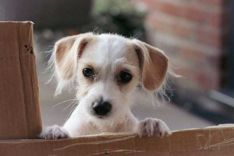 Is It OK To Spank Your Dog rethinking Dog Discipline is-it-ok-to-spank-your-dog-rethinking-dog-discipline