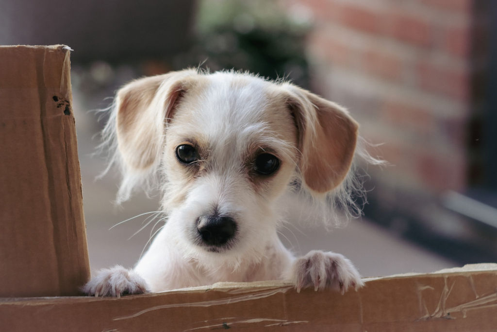 white puppy hiding behind a brown box