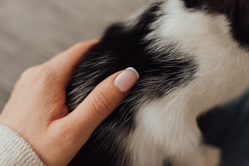 woman hand touching black and white cat fur