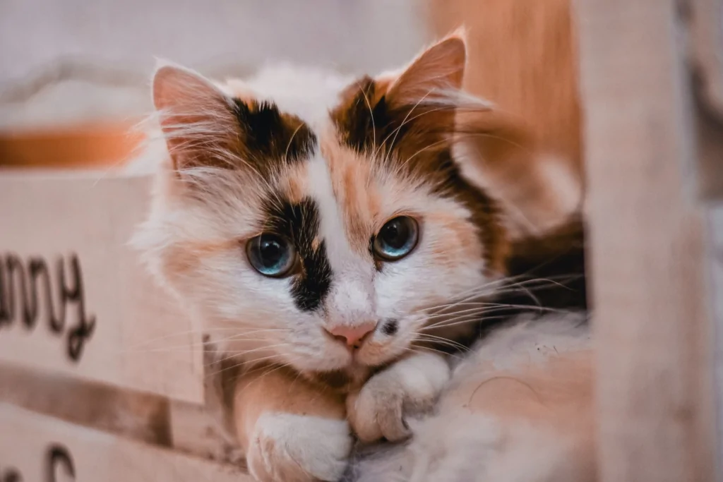 Calico cat up close lying down indoors