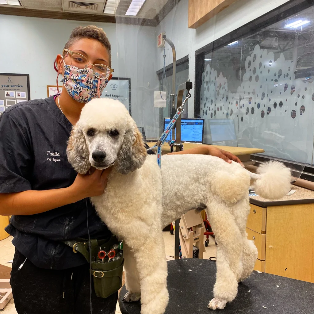 Pet stylist at Petsmart next to a white groomed dog