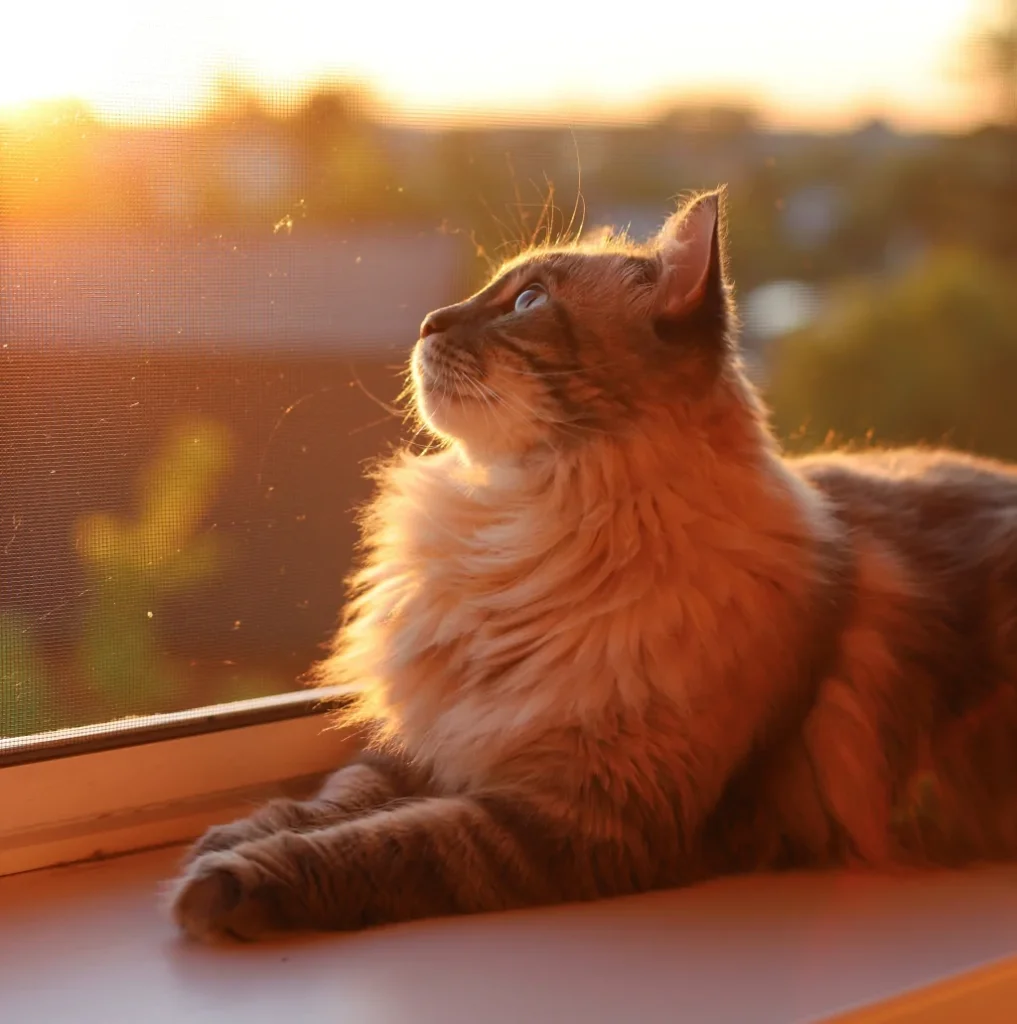 a cat sitting next to window in the sunset