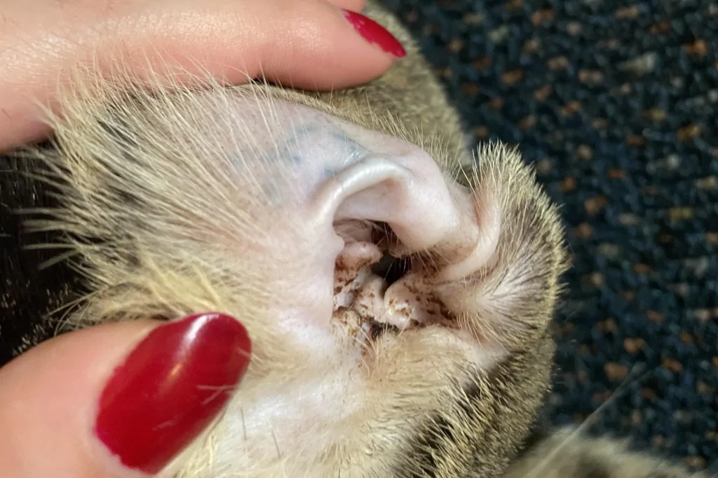 a close up of ear mites in cat's ear