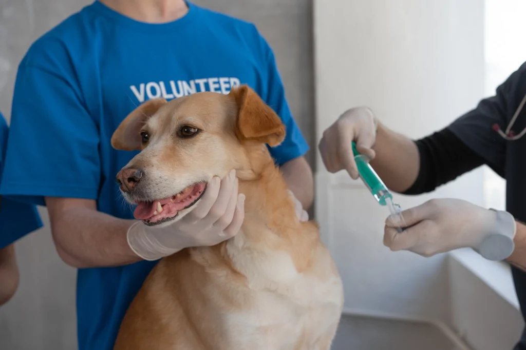a person in blue shirt holding a brown dog awaiting vaccination