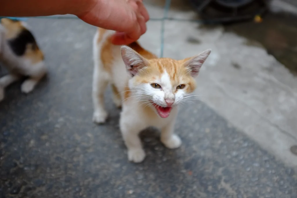 a person petting a stray orange kitten